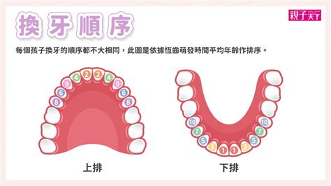 小朋友出大牙|換牙順序一次看！兒童換牙時間、注意事項、常見問題…